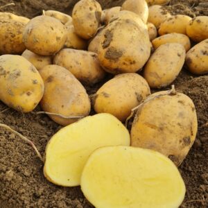 Konzumné zemiaky AGRIA - slovenský farmár