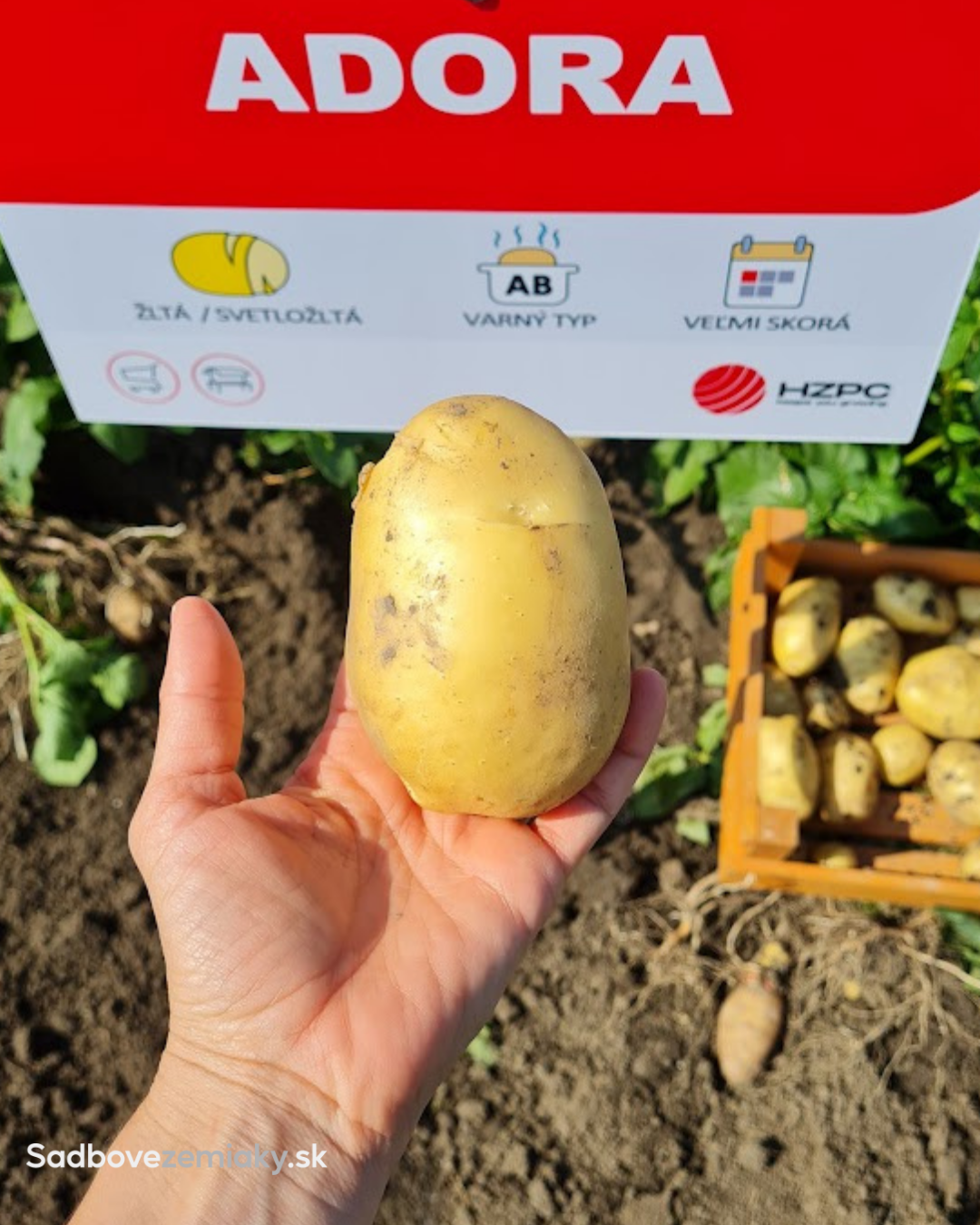 Sadbové zemiaky ADORA - Obrázok 4