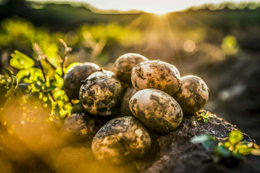 Ochrana proti plesni zemiakovej podľa náchylnosti odrôd k plesni na vňati a hľúzach