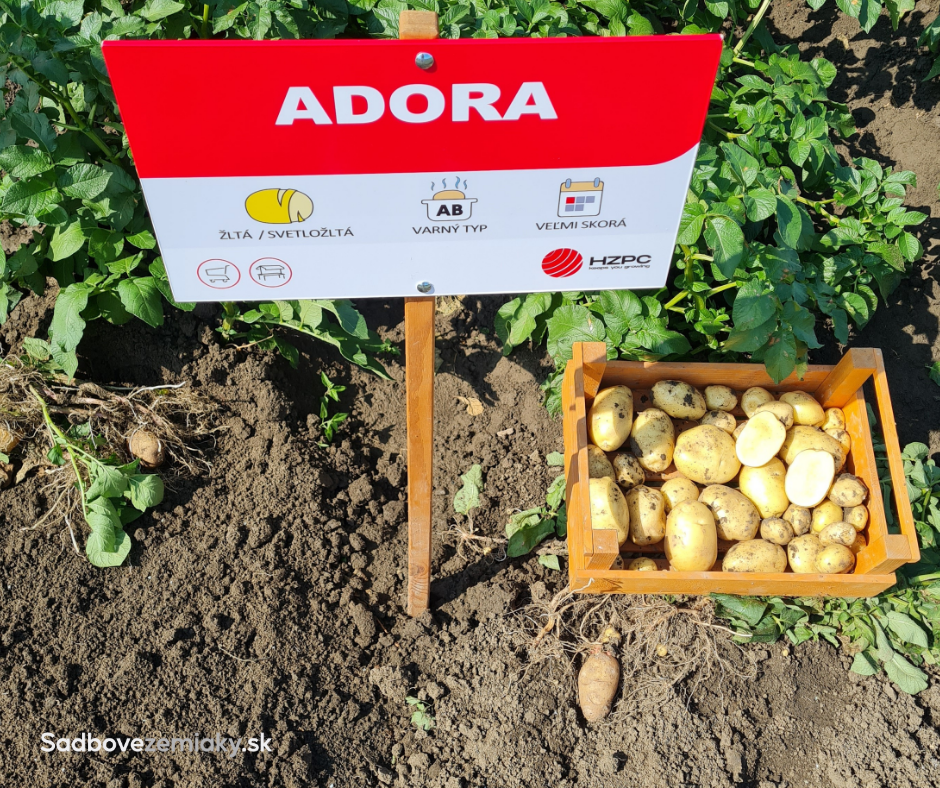Sadbové zemiaky ADORA - Obrázok 3