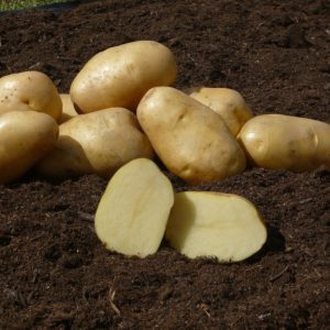 Sadbové zemiaky ADORA