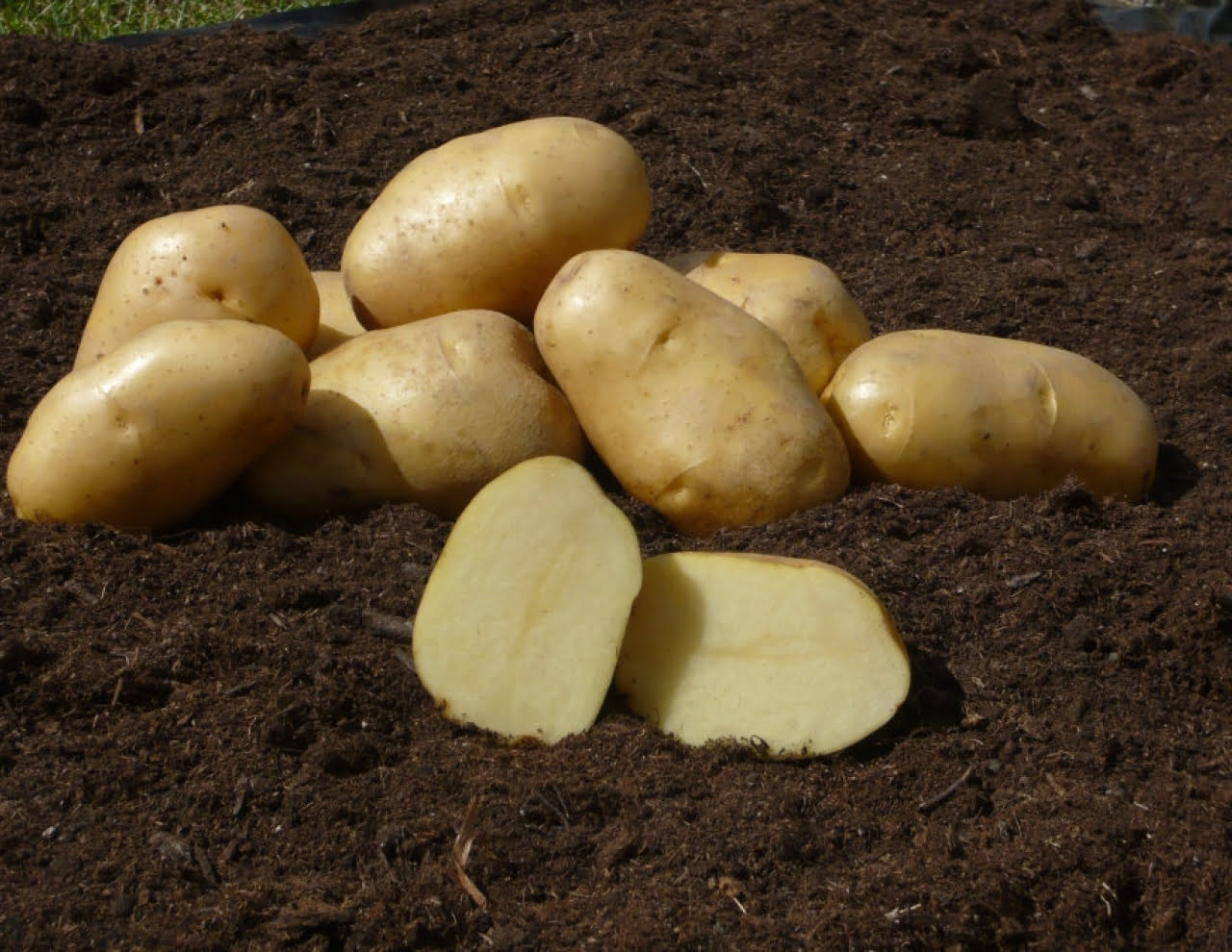 Sadbové zemiaky ADORA