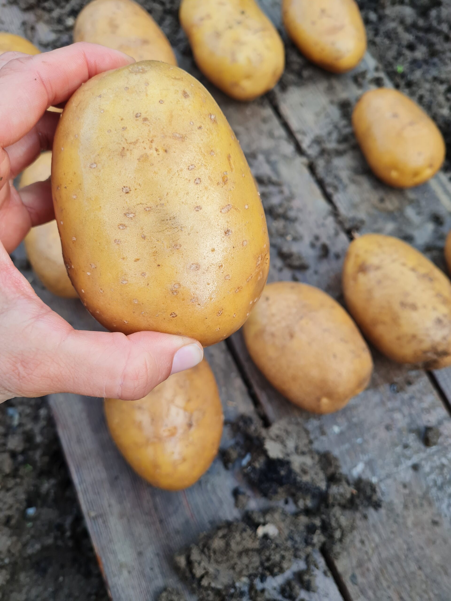 Konzumné zemiaky BERNINA - NOVÉ ZEMIAKY slovenský farmár - Obrázok 6