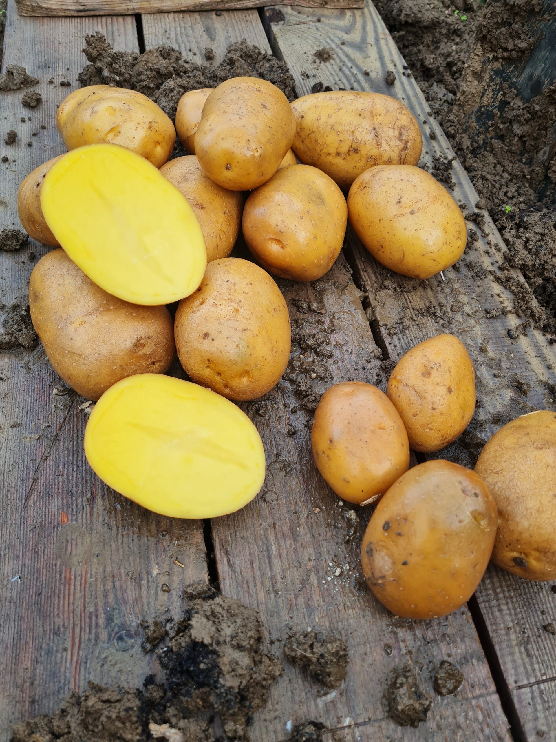 Konzumné zemiaky BERNINA - NOVÉ ZEMIAKY slovenský farmár - Obrázok 4