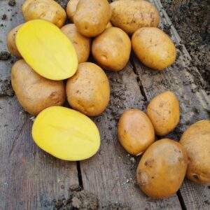 Konzumné zemiaky BERNINA - NOVÉ ZEMIAKY slovenský farmár