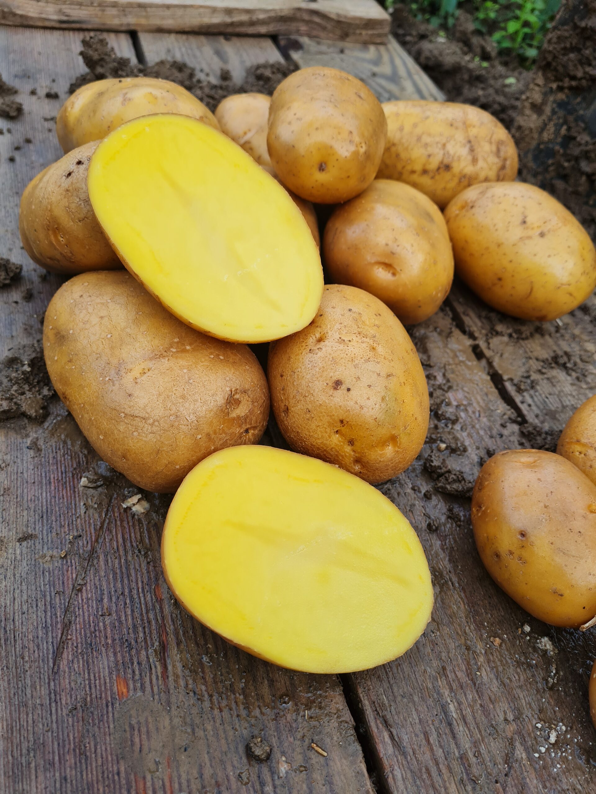 Konzumné zemiaky BERNINA - NOVÉ ZEMIAKY slovenský farmár - Obrázok 5