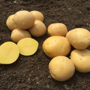 Sadbové zemiaky ALONSO