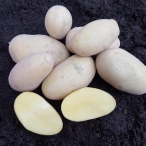 Sadbové zemiaky ANNALENA