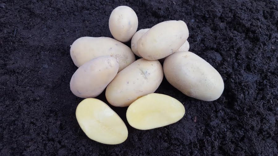 Sadbové zemiaky ANNALENA