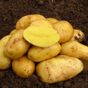 Sadbové zemiaky ANTÓNIA