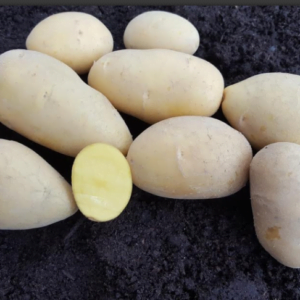 Sadbové zemiaky BERNINA