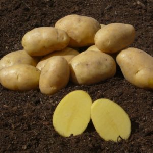 Sadbové zemiaky BOHÉMIA