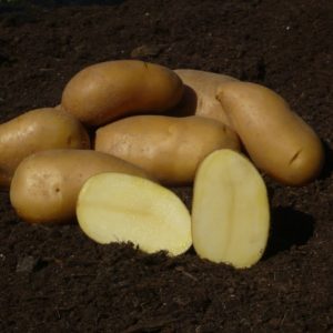 Sadbové zemiaky COLETTE