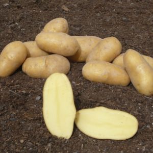 Sadbové zemiaky DITTA