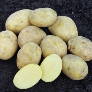 Sadbové zemiaky DOMINIKA