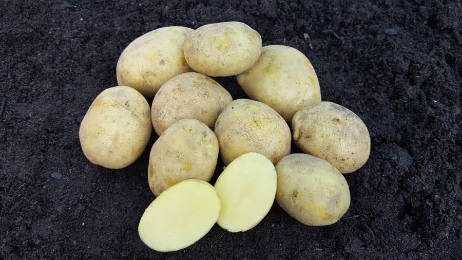 Sadbové zemiaky DOMINIKA