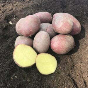 Sadbove zemiaky ESME