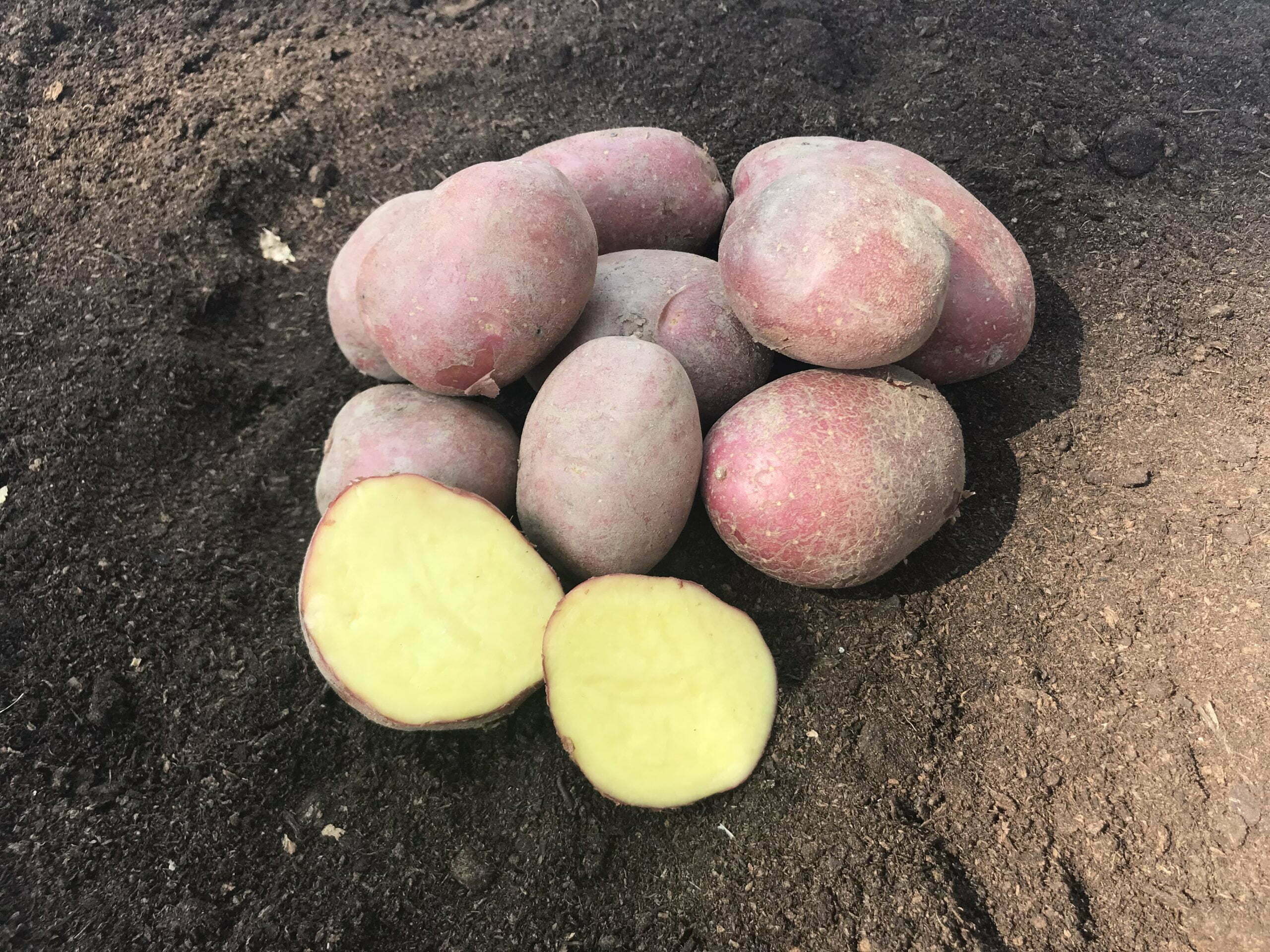 Sadbove zemiaky ESME