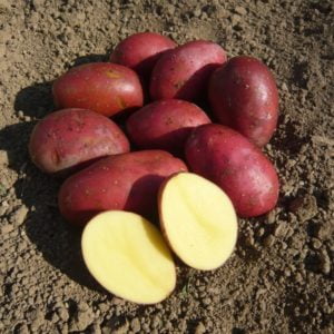 Sadbové zemiaky LAURA