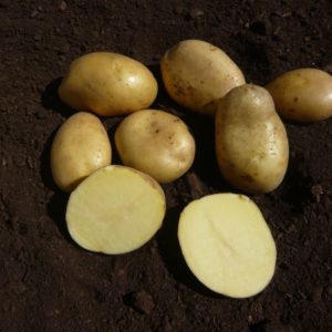 Sadbové zemiaky MONIKA