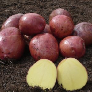 Sadbové zemiaky RED ANNA