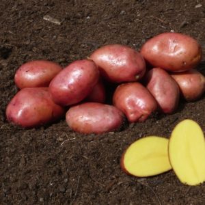 Sadbové zemiaky RED FANTASY