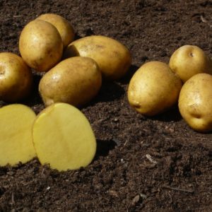 Konzumné zemiaky SUNITA -  NOVÉ ZEMIAKY slovenský farmár