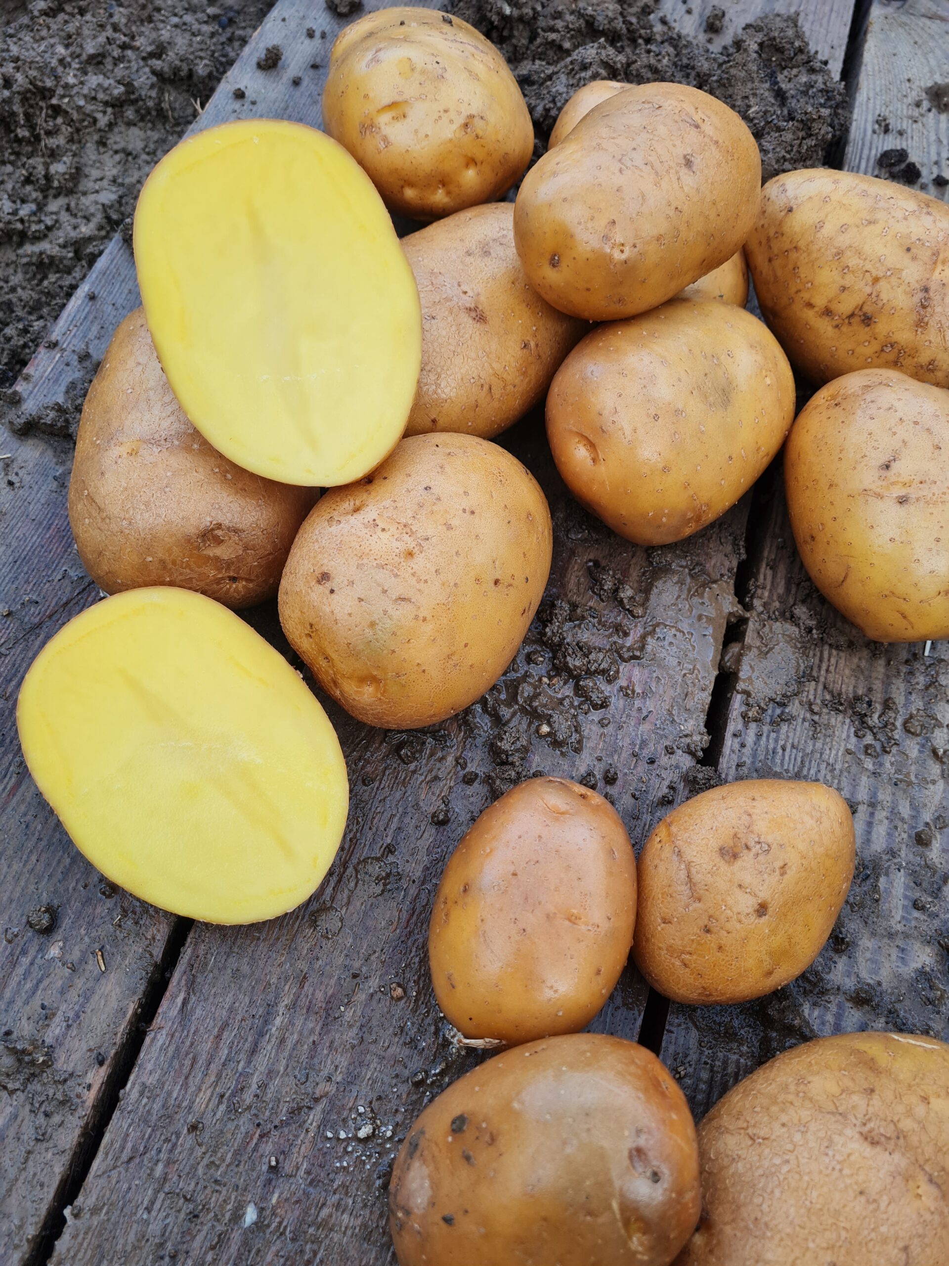 Konzumné zemiaky BERNINA - NOVÉ ZEMIAKY slovenský farmár - Obrázok 3