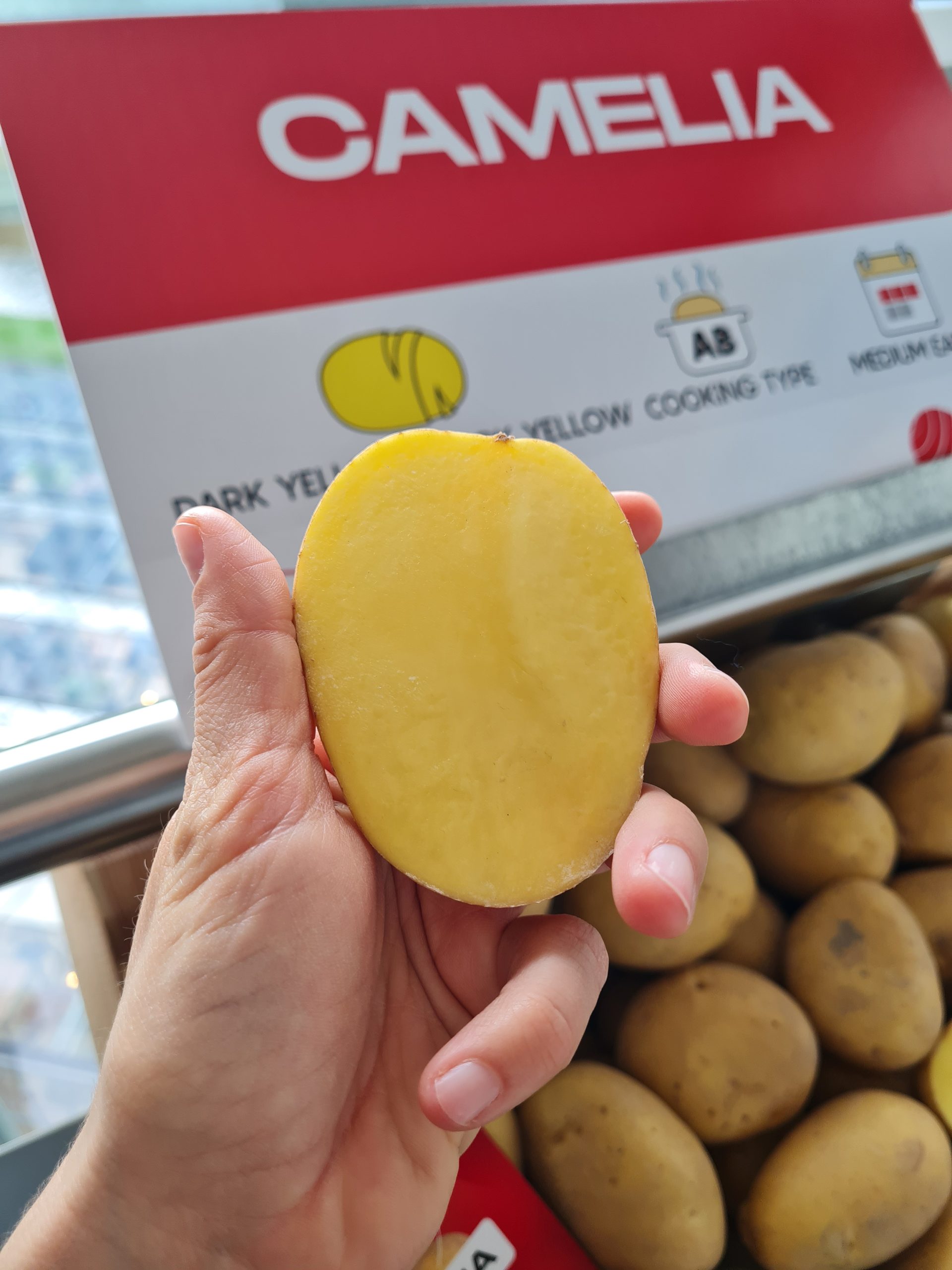 Sadbové zemiaky CAMELIA - Obrázok 3