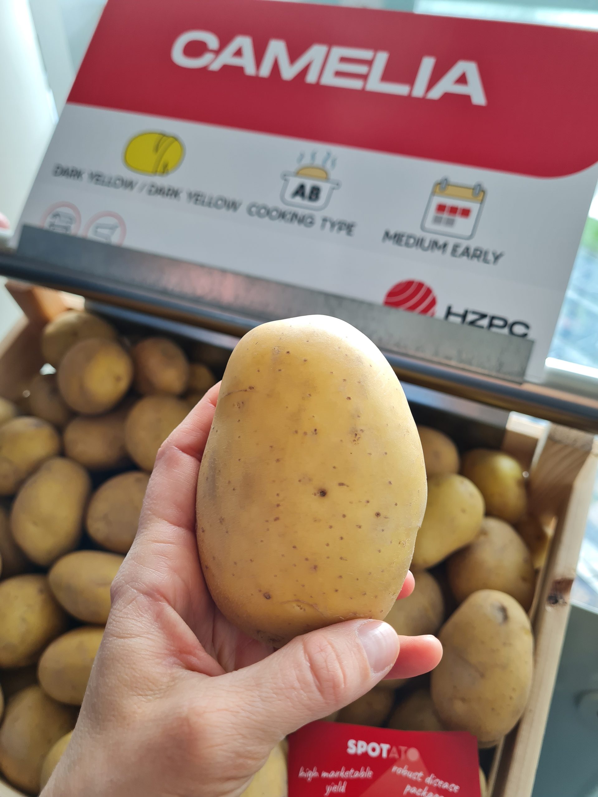 Sadbové zemiaky CAMELIA - Obrázok 2