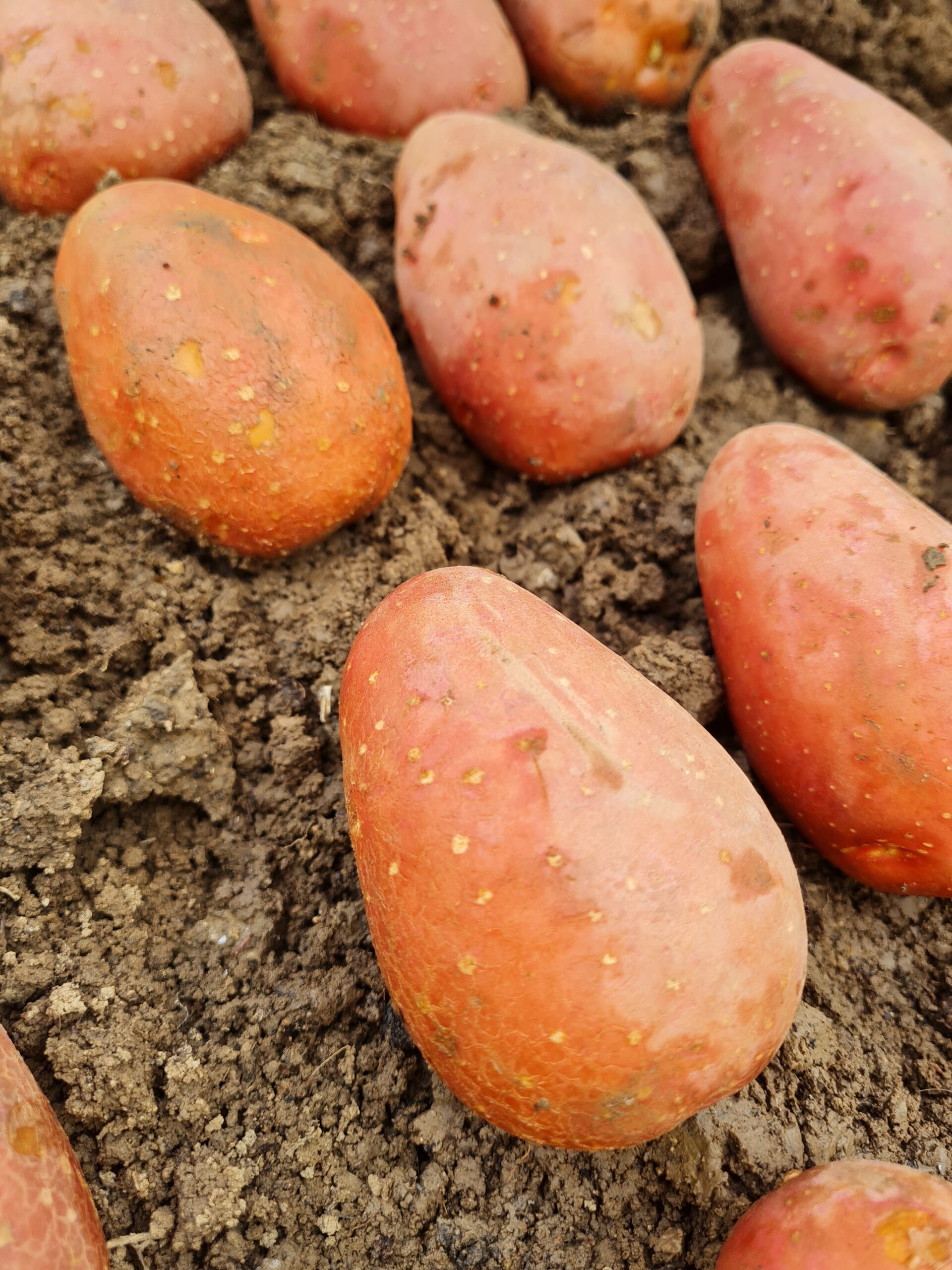 Konzumné zemiaky LAURA - slovenský farmár - Obrázok 4