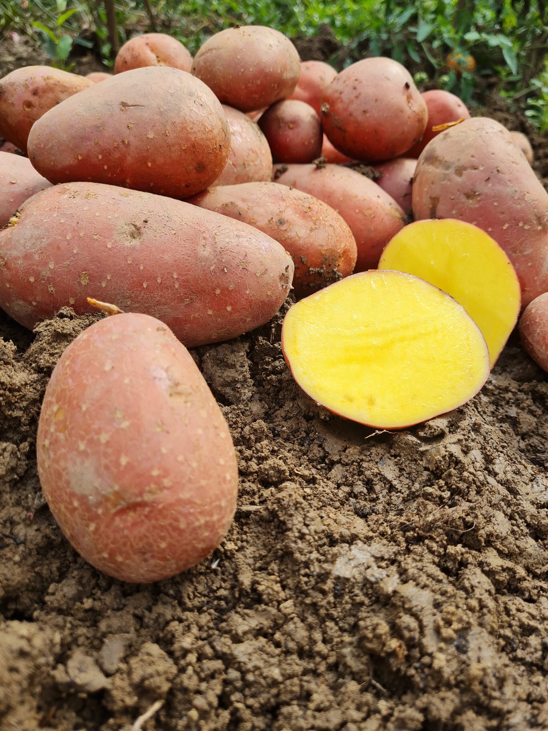 Konzumné zemiaky LAURA - slovenský farmár - Obrázok 3