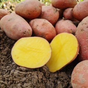 Konzumné zemiaky LAURA - slovenský farmár