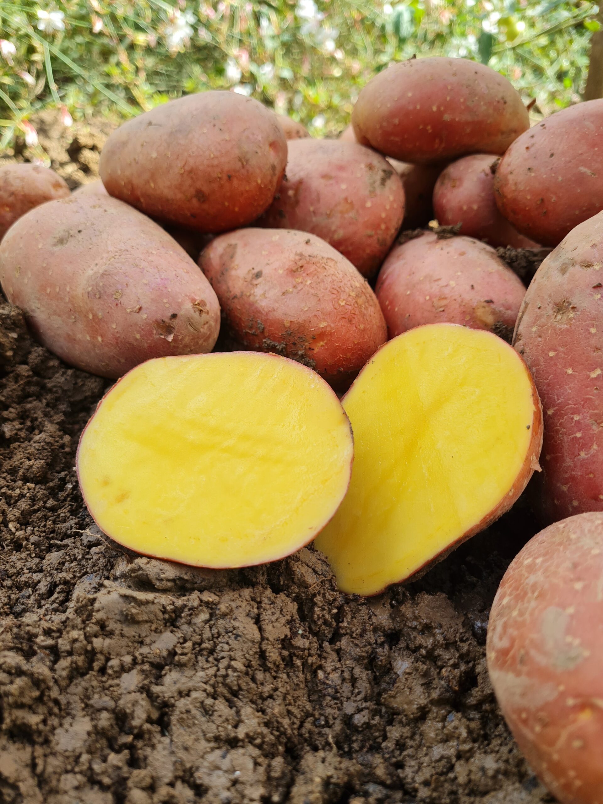 Konzumné zemiaky LAURA - slovenský farmár