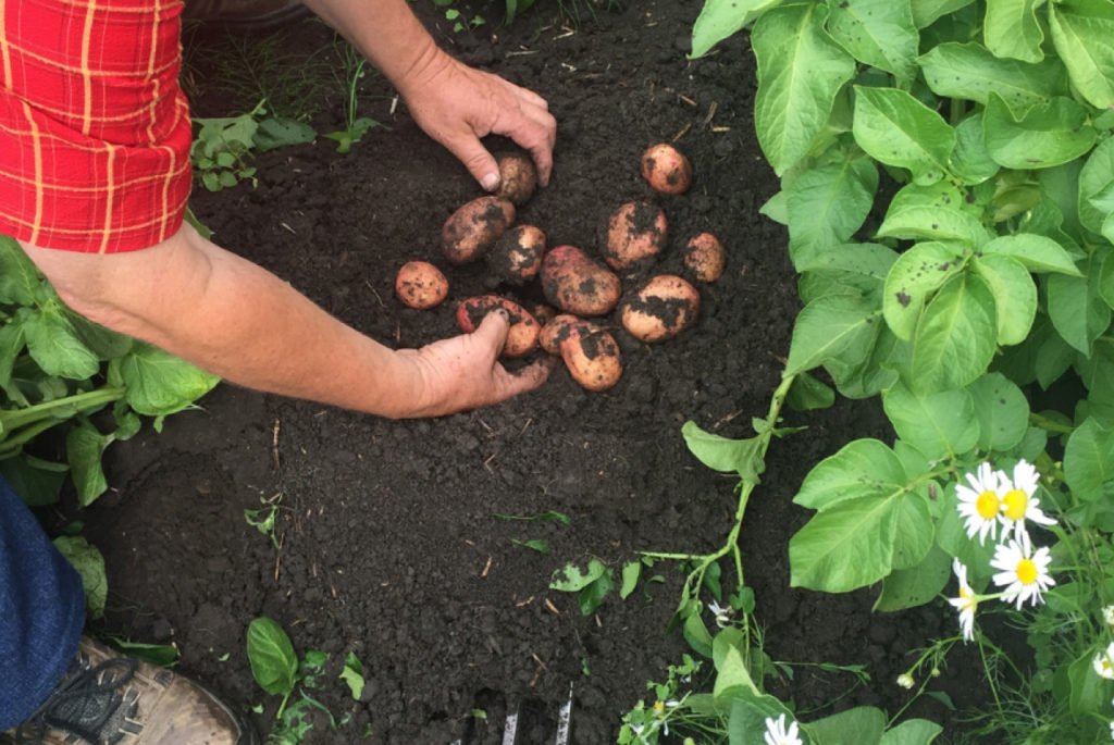 Zemiaky podľa typu na varenie a vegetačnej doby