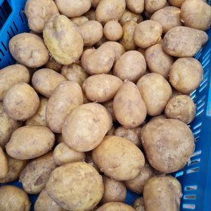 Katy sadbove zemiaky