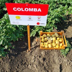 colomba sadbove zemiaky