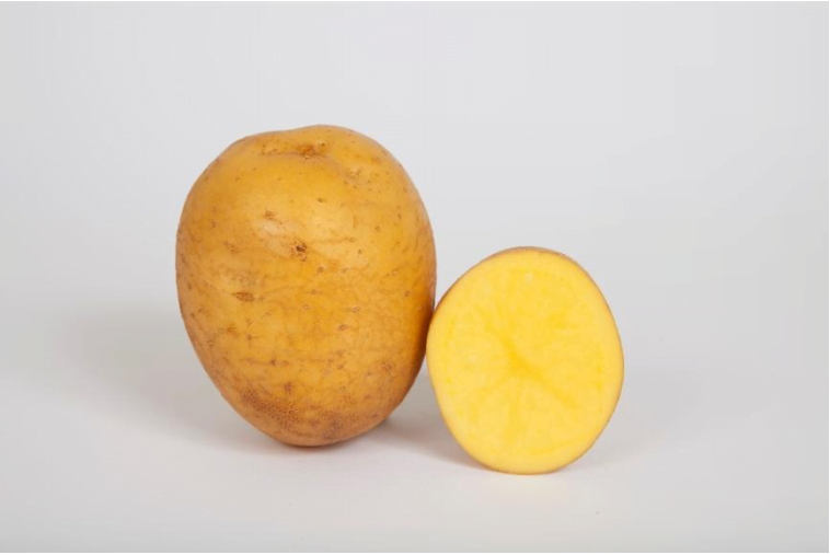 Sadbové zemiaky GALATA - Obrázok 2