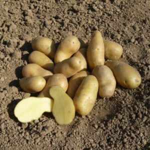 Sadbové zemiaky KEŘKOVSKÉ ROHLÍČKY