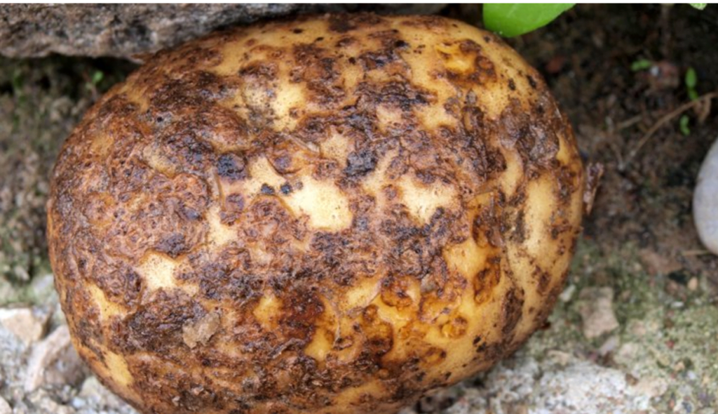 Chrastavitost obyčajná