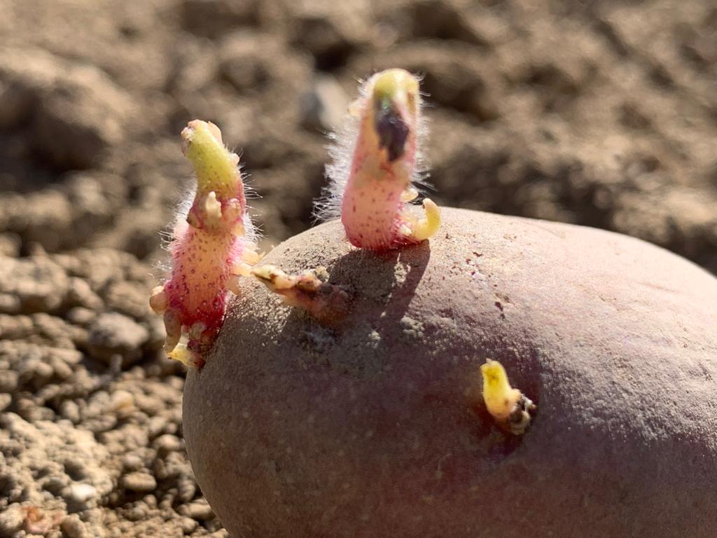 Sadbové zemiaky ALOUETTE - Obrázok 2