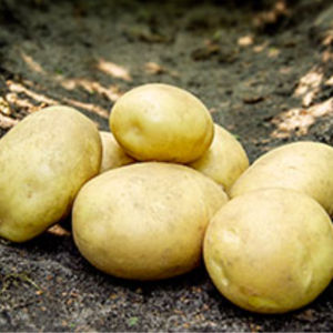 Sadbové zemiaky ARGANA