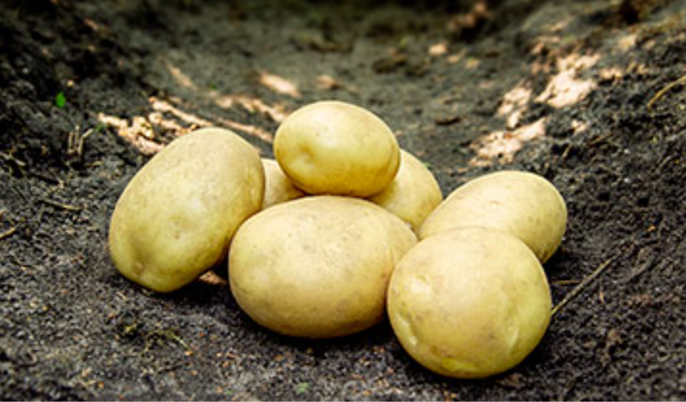 Sadbové zemiaky ARGANA