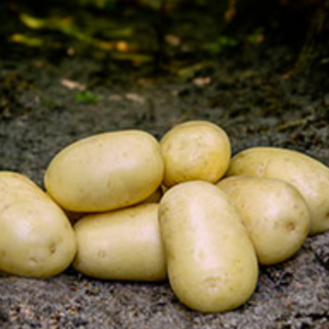 Sadbové zemiaky FRIG