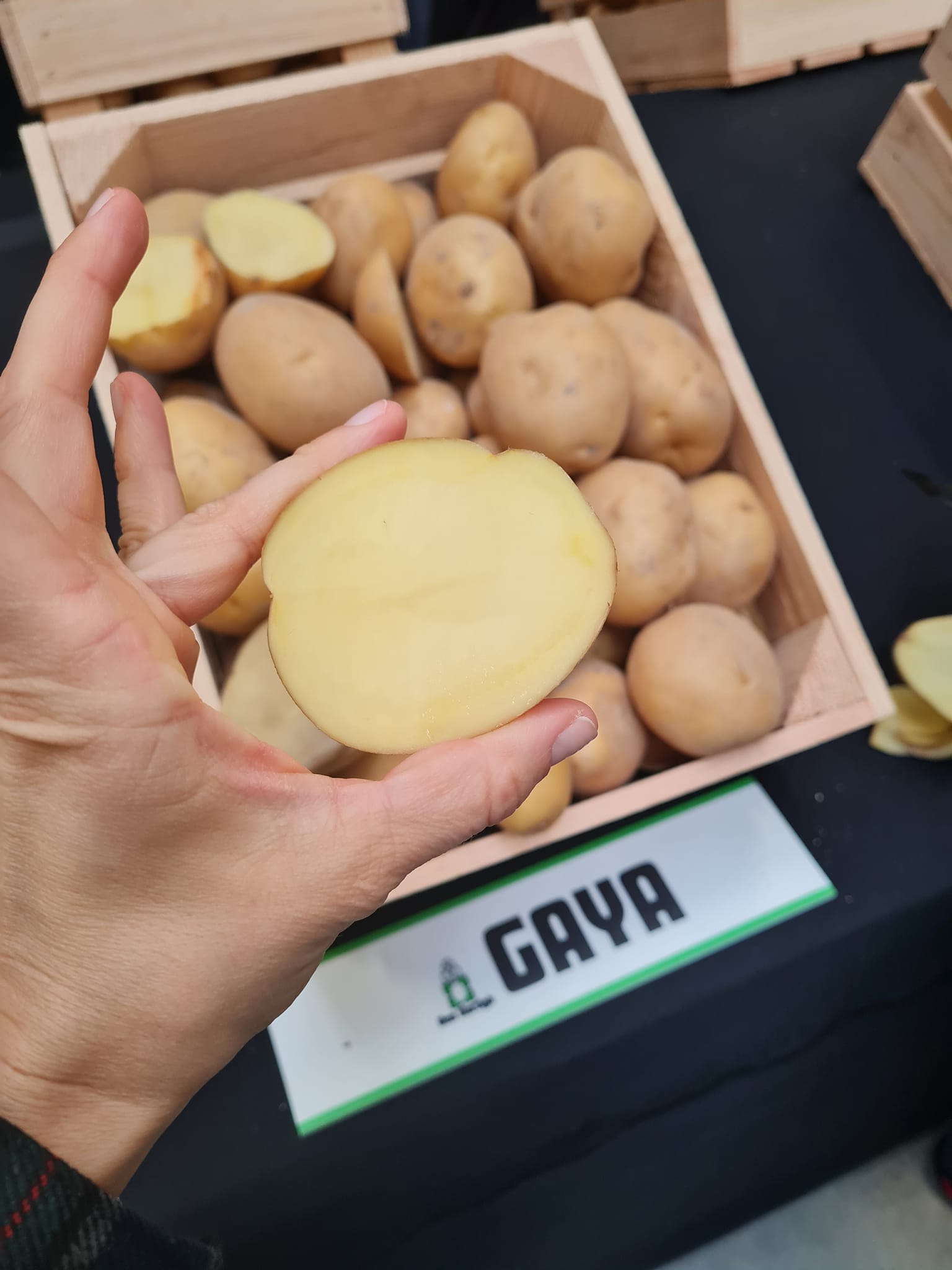 Sadbové zemiaky GAYA - Obrázok 2