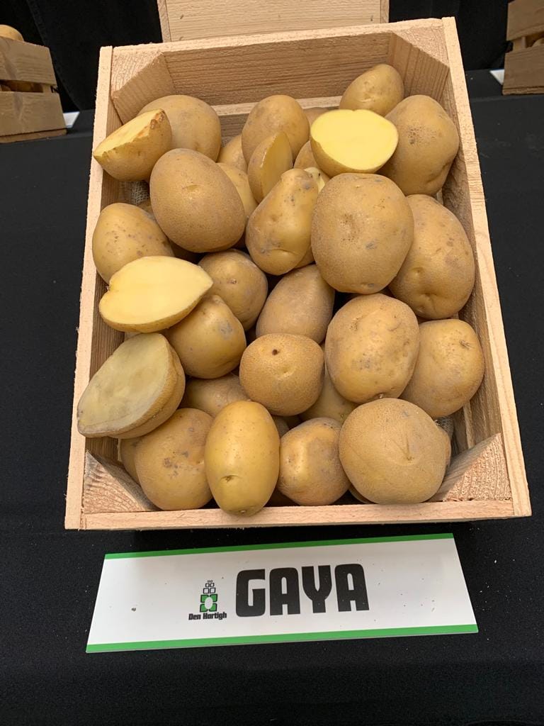 Sadbové zemiaky GAYA - Obrázok 3