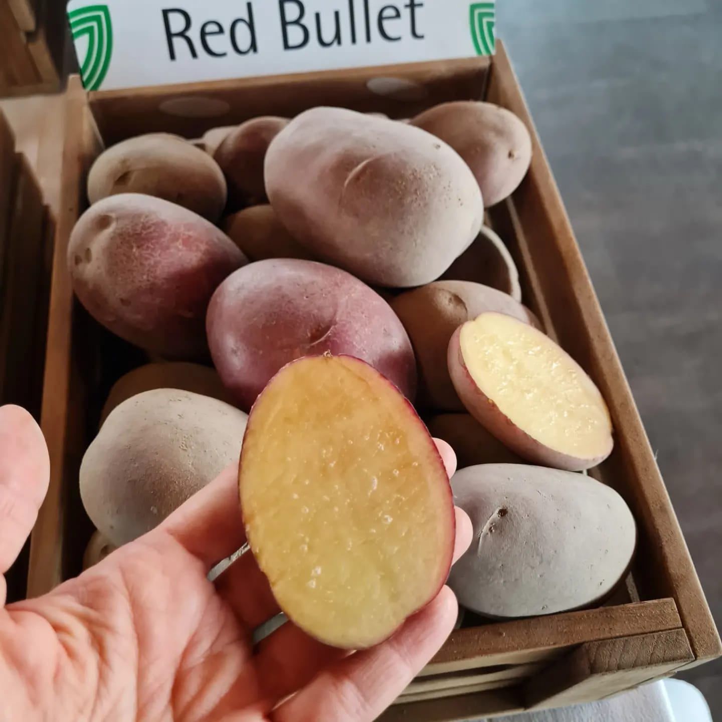 Sadbové zemiaky RED BULLET - Obrázok 2