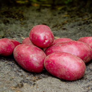 Sadbové zemiaky RED BULLET