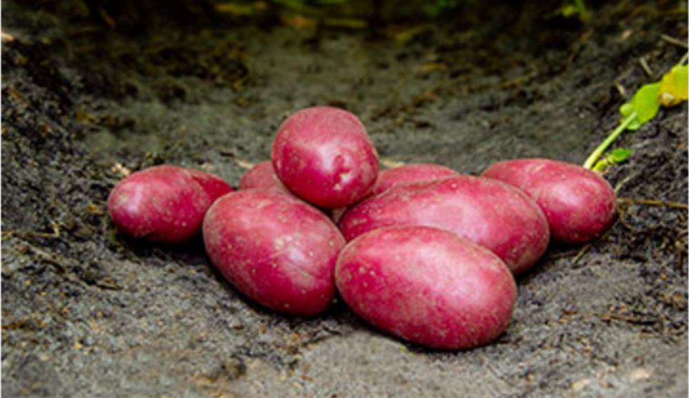Sadbové zemiaky RED BULLET
