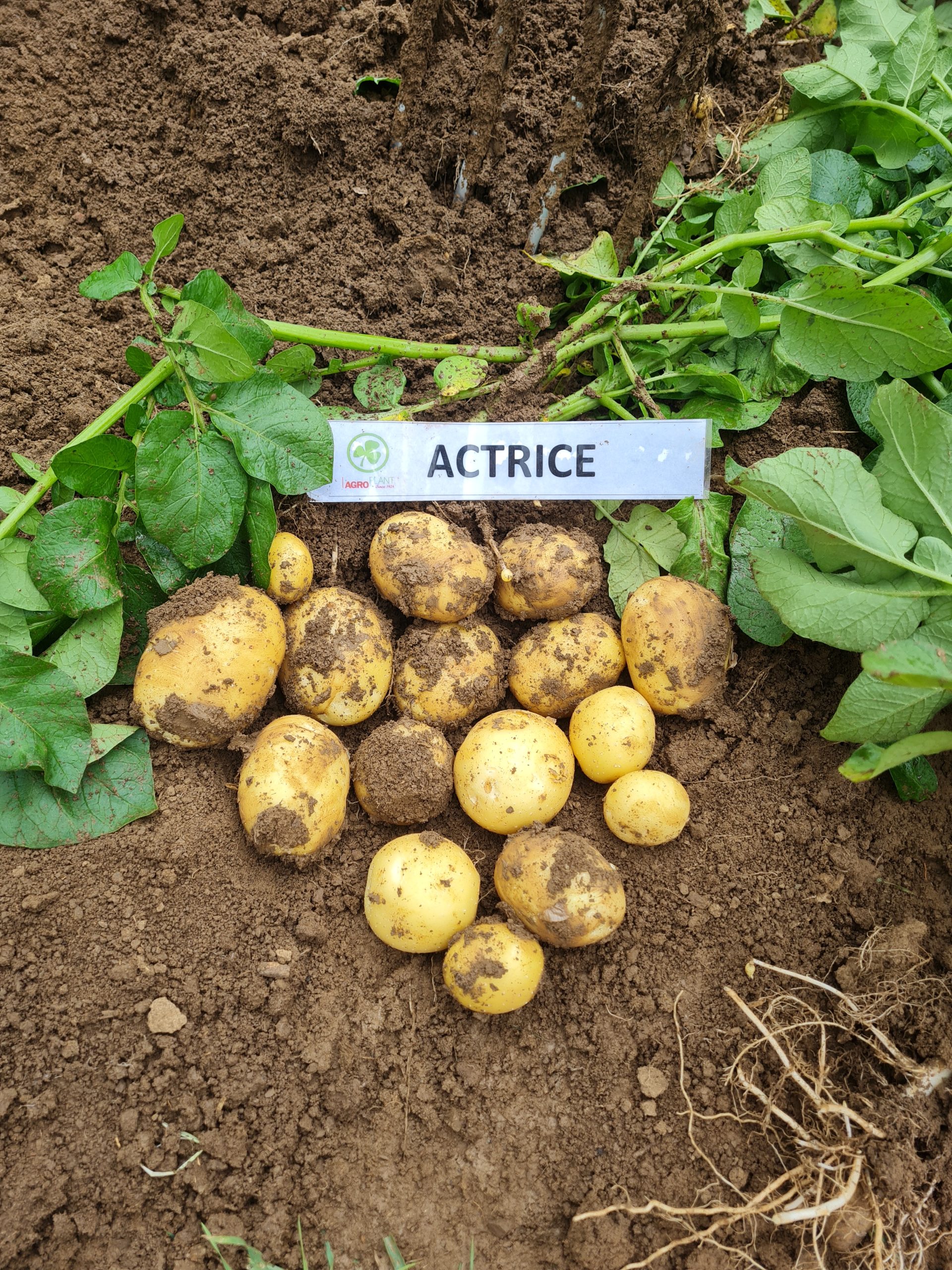 Sadbové zemiaky ACTRICE - MINIHĽÚZY - Obrázok 3